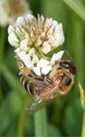 Honigbiene auf Weißklee (Trifolium repens)